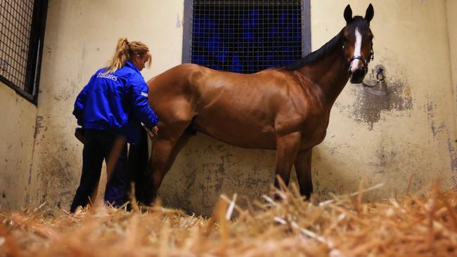 Hartnell will carry the hopes of many when he lines up in the Melbourne Cup on Tuesday. Picture: Mark Evans