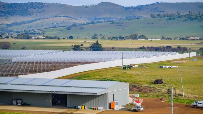 Polytunnel construction continues at Orielton, Tasmania as the inaugural harvest enters its final days.