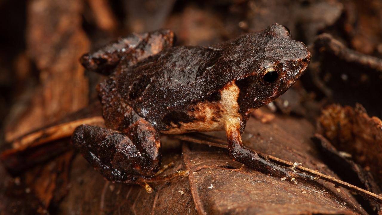 The new frog species discovered in Wollumbin National Park in northern NSW is one of only four species where tadpoles are carried on the body of the males. Picture: Stephen Mahony