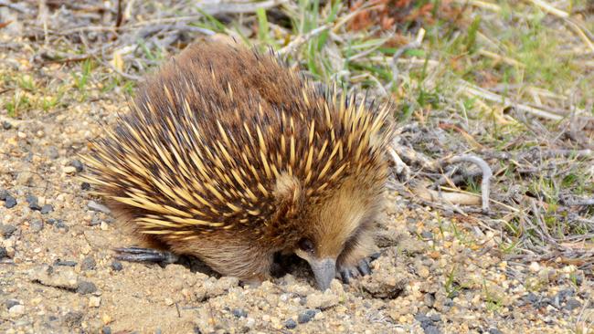 Echidnas along the road verge in Tasmania, Australia. Picture: Rae Wilson