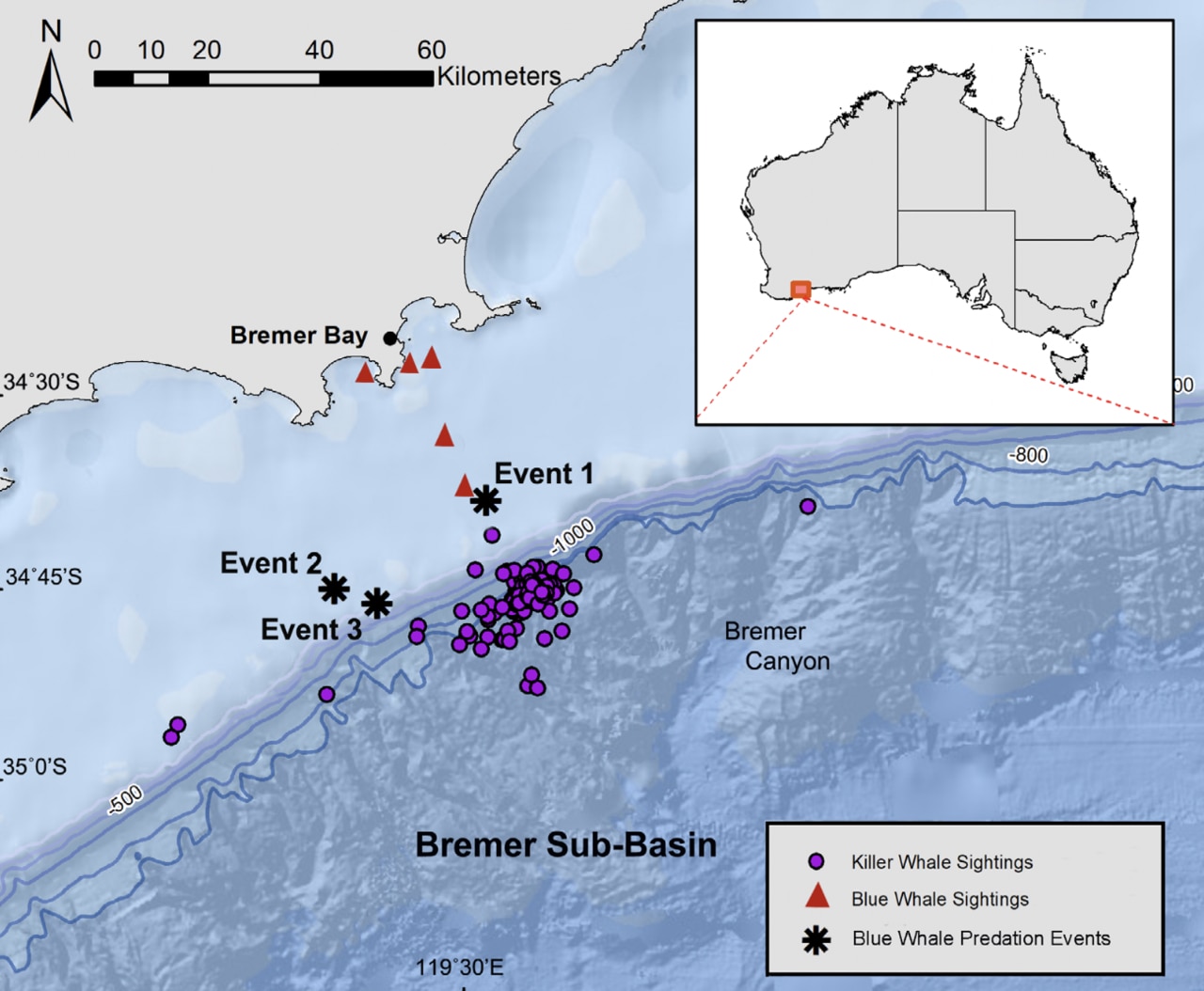 A recent study outlining whale activity off the shores of Western Australia has revealed the deadly nature of Orcas. Image Credit: A Fair Child/Marine Mammal science.