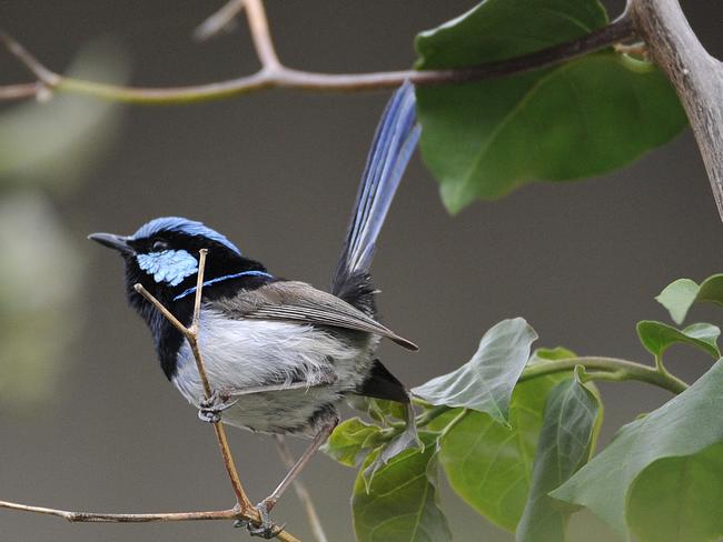 The superb fairy wren has been voted as Australia’s favourite bird. Picture: SUPPLIED