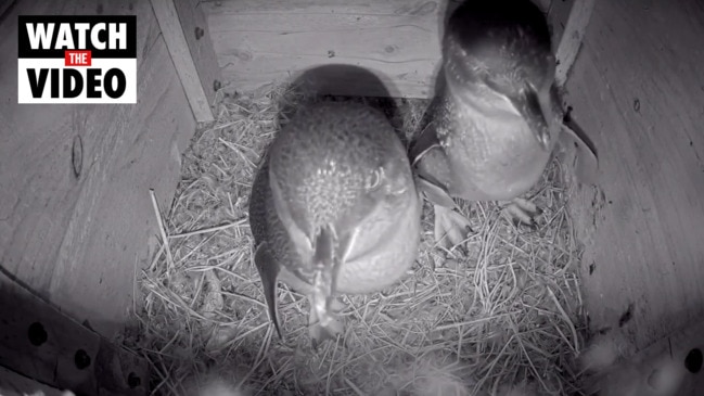 Phillip Island burrow cam captures penguins returning home