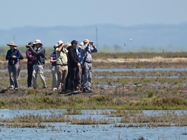 Decision to allow duck hunting in 2021 ignores science and public opinion.,  2020 Dec - Tolderol - Lake Alexandrina Picture: Supplied