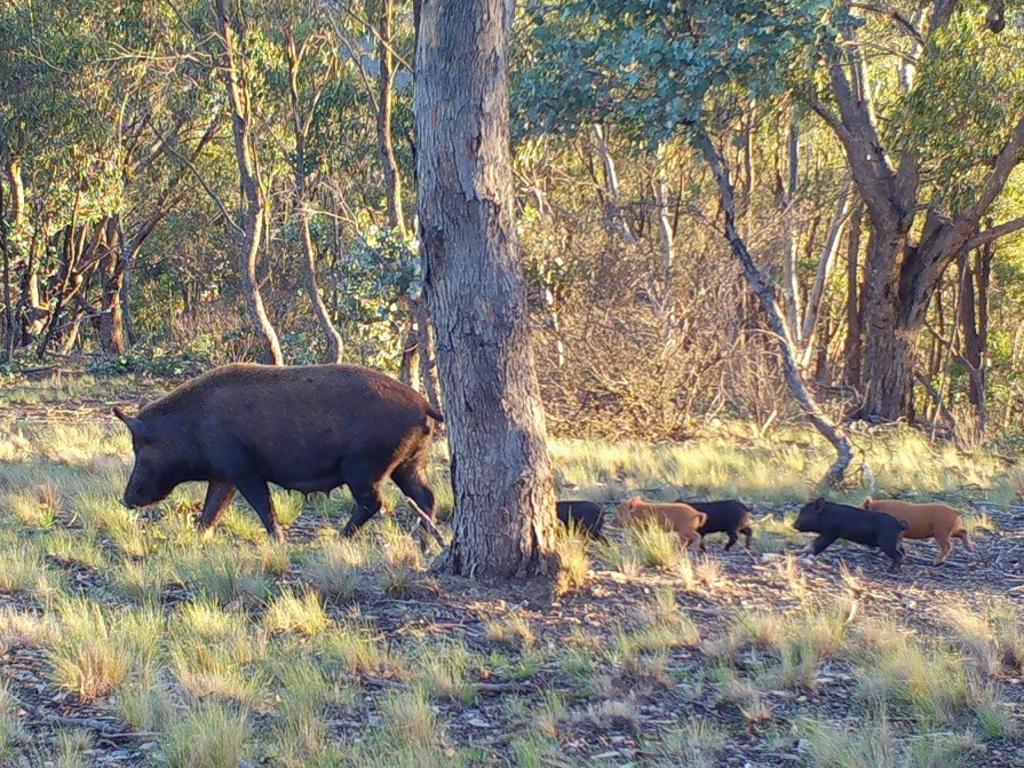 A Gladstone Councillor has warned that feral pig numbers may be about to boom in Gladstone following rain and humid weather.