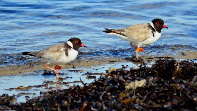 Hooded plovers at Port Willunga during the breeding season. Picture: Sue and Ash Read