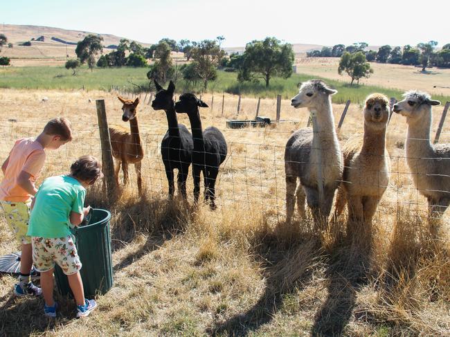 Feeding the alpacas is a highlight for guests at Curringa Farm at Hamilton, in Tasmania's Derwent Valley. Picture: Linda Smith