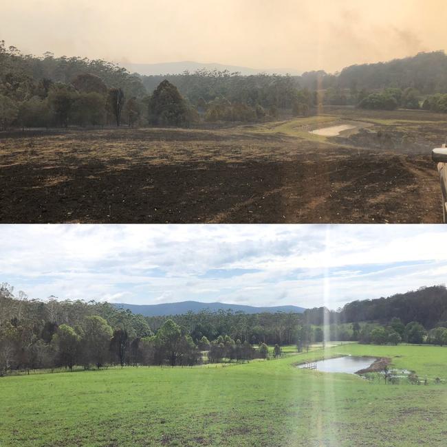 Russell Crowe tweeted a before and after image from his Nana Glen property saying: "My place 10 weeks ago after the fire had gone through, and this morning after a big weekend of rain." Picture: Twitter