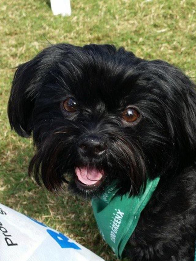 Alexandra Faka’ata dog Rosie is always happy, friendly, fearless and always chooses to play with the bigger dogs.