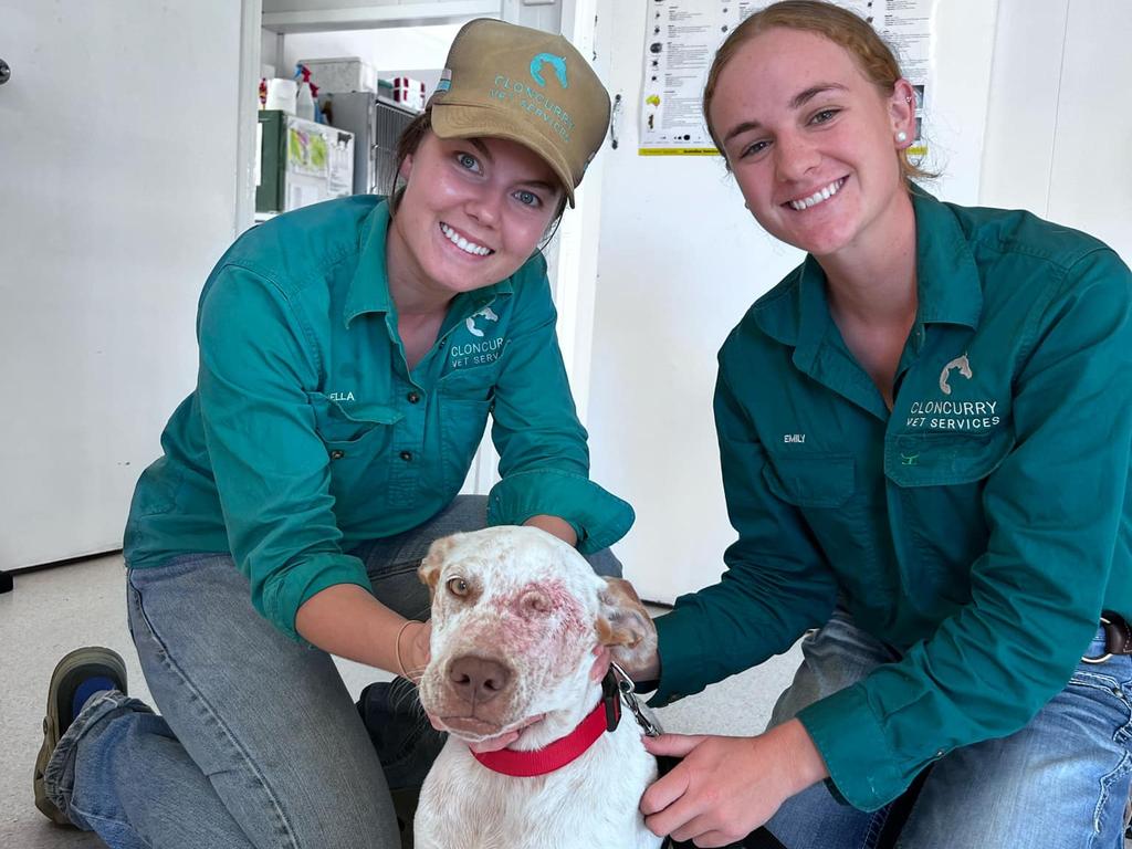 A now one-eyed Hughie post surgery with Emily and Bella at Cloncurry Vet Services.