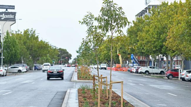 The newly-planted gum trees on Grote St. Picture: Tom Huntley