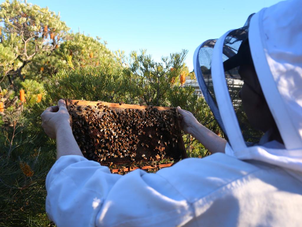 Apiarist Vicky Brown of The Urban Bee Hive inspects a honeycomb cell at a Sydney rooftop site. Ms Brown co-founded The Urban Bee Hive along with Doug Purdie and currently has 87 urban hives across the Sydney district. Australian bee populations were decimated by the Black Summer bushfires at the end of 2019 and early 2020 with around 2.5 billion bees and 10,000 commercial beehives destroyed in New South Wales and Victoria alone. Picture: Lisa Maree Williams/Getty Images/