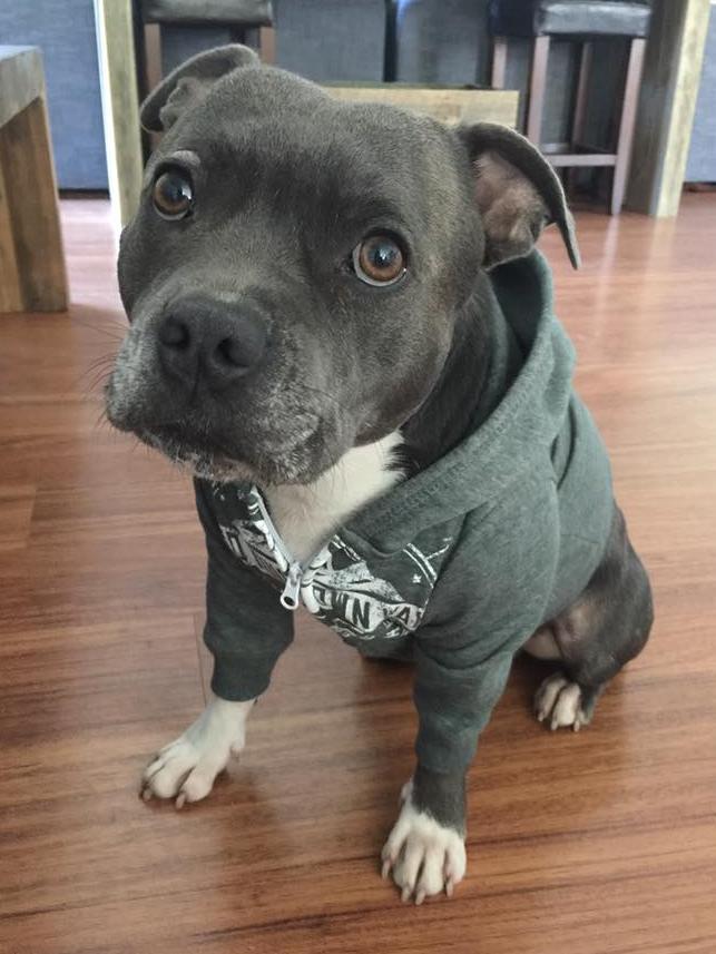 This is DJ! He is a purebred blue english staffie and owner Michelle Darragh loves his kind and nurturing nature.