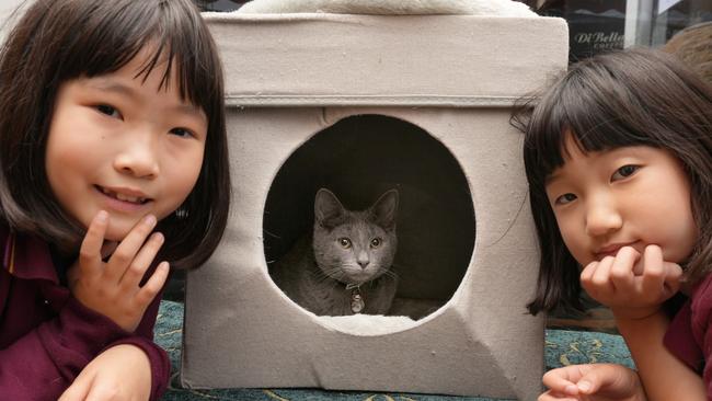 The Advertiser is on the lookout for the state’s cutest cat, like Max pictured here. To nominate your feline friend, complete the form below. Picture: Dean Martin