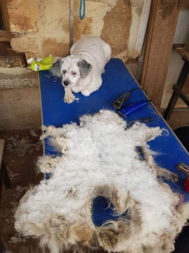 Dog at a SAHARA shelter prior to the 2022 conviction Picture: Supplied