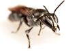 New bee discovery in Qld has scientists buzzing