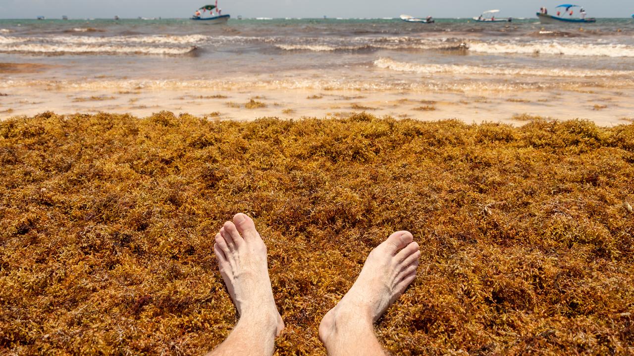 The Sargassum seaweed has destroyed the blue waters of Tulum.