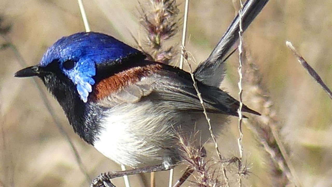 Flower petals for the lady wren | The Courier Mail