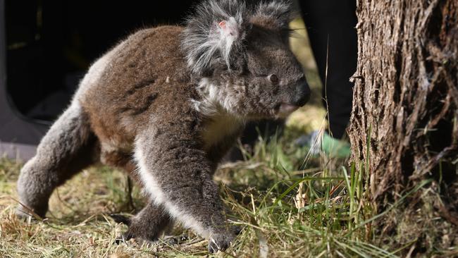 Koalas are often victims of collisions with vehicles throughout Australia. Picture: Naomi Jellicoe