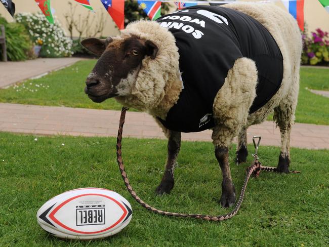 Sonny Wool the sheep tore into the 2011 Rugby World Cup.