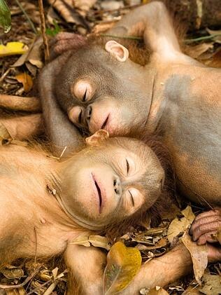 Malnourished and at risk ... Orphaned baby orangutans Rocky and Rickina sleep together at the International Animal Rescue Orangutan Conservation Centre in West Borneo. Picture: Snapper Media