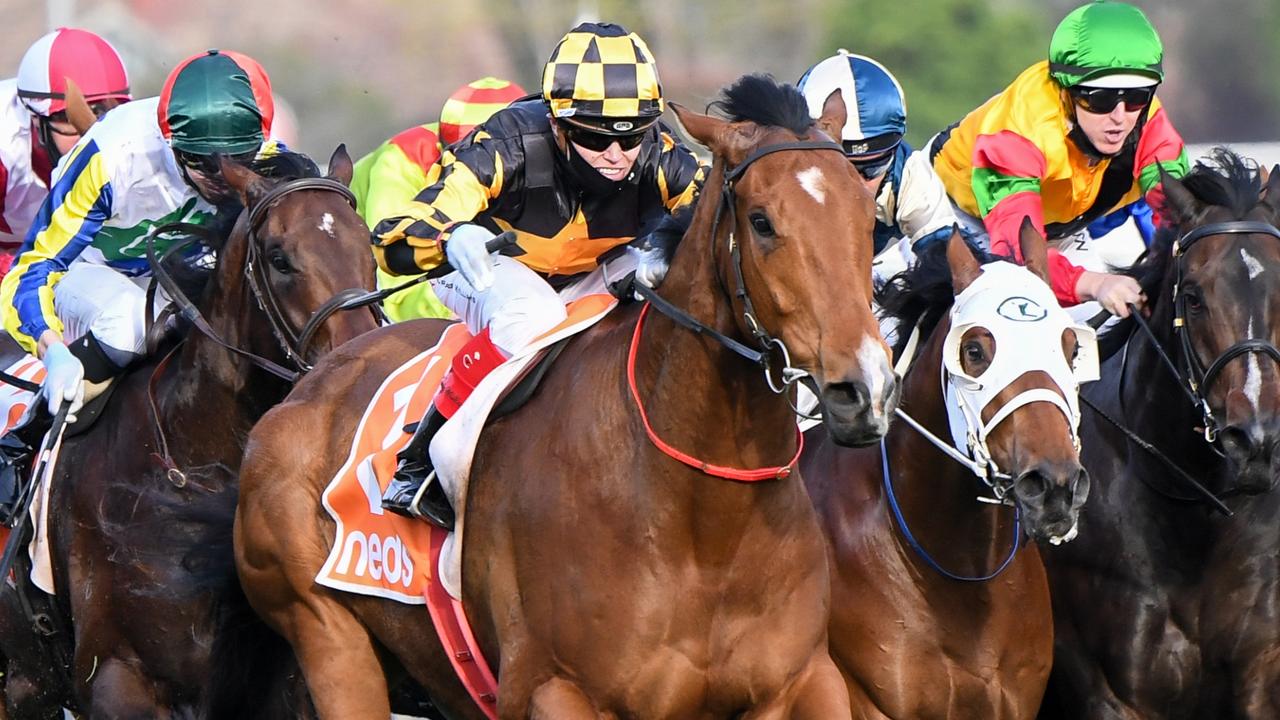 SA star Behemoth to target All-Star Mile | David Jolly | news.com.au ...