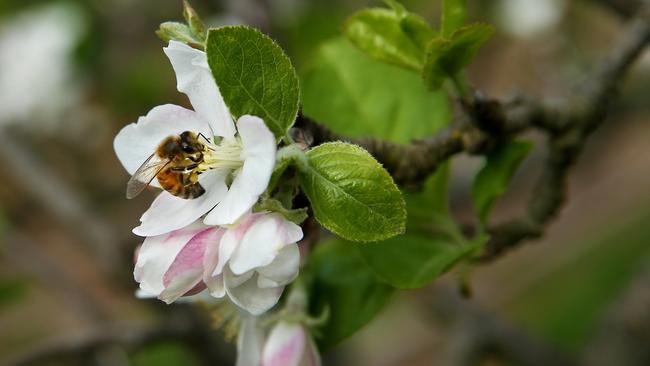 Just because some plants are adapting to the changing climate and ready for spring, critical pollinators, like honeybees, may not be. Picture: Andy Rogers