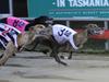 Sepsis, organ failure in 59 racing greyhounds euthanised