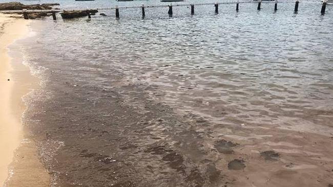 A smelly algal bloom collects near the shore at Forty Baskets Beach. Credit: Ed Darmanin/Facebook