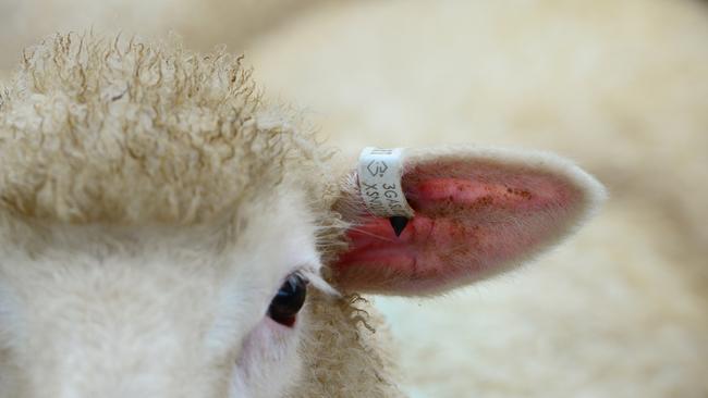 Sheep in a Bendigo saleyards wearing an electronic ear tags. Picture: Zoe Phillips