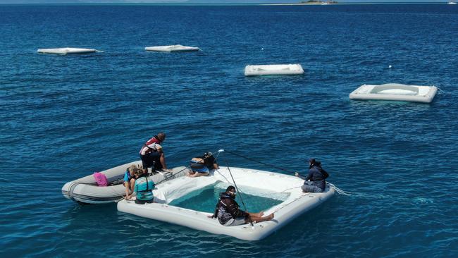 Coral larval seeding work underway in the Whitsundays. Picture: Johnny Gaskell