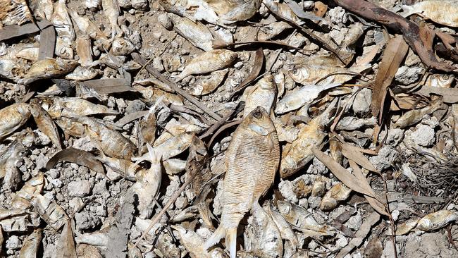 Dead perch lay scattered on the banks of the Darling River near Menindee. Picture: Toby Zerna