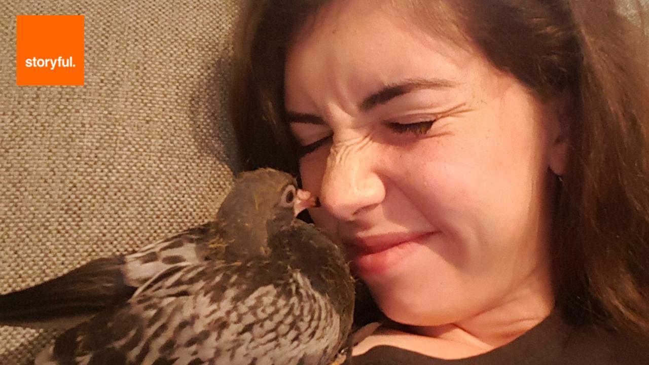 ANIMALS:    Sydney Woman Raises Rescued Pigeon   Various