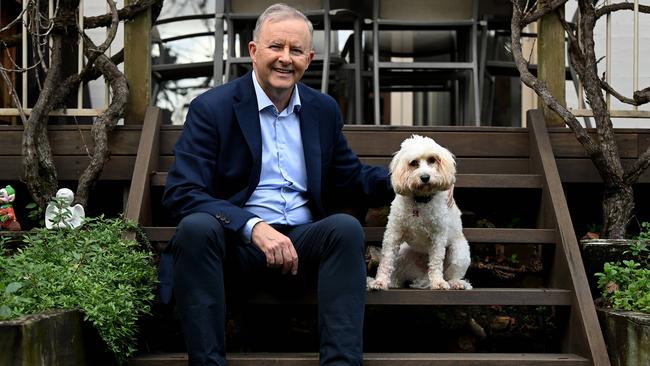 Leader of the Opposition Anthony Albanese and his dog Toto pose for a photograph at their home in Sydney. Picture: NCA NewsWire/Bianca De Marchi