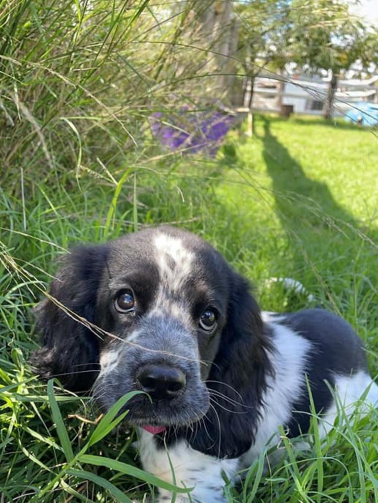 Frankie the Cocker Spaniel