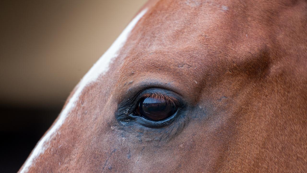 A horse has injured several people at a showground after a loud noise caused it to charge.