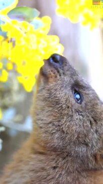 Quokkas can't get enough of their favourite flowers