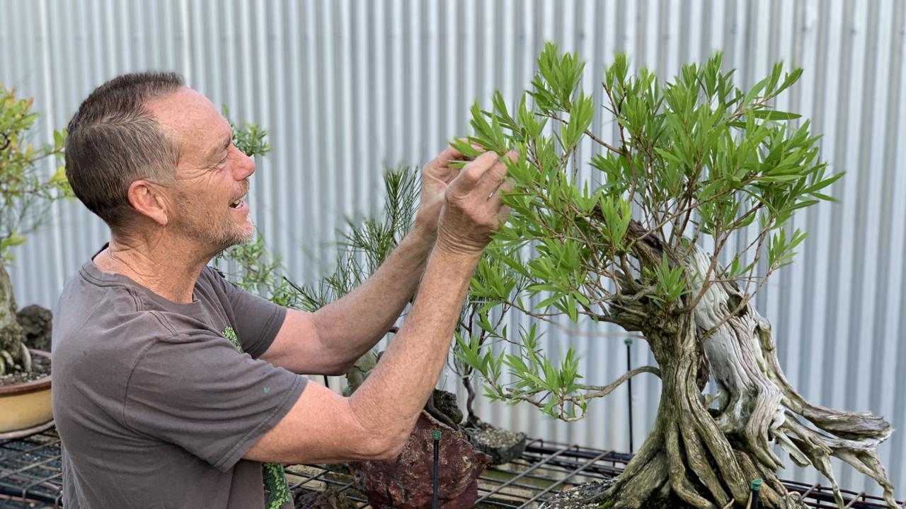 Michael Watt with his Australian bottlebrush bonsai. Picture: Janessa Ekert