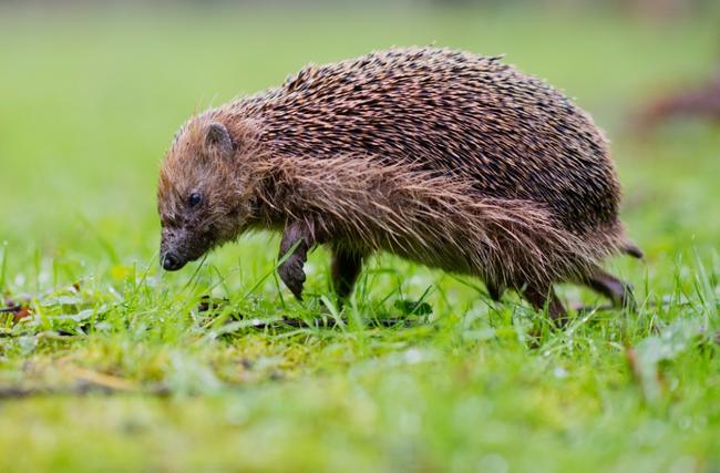 An adult, male hedgehog can weigh as much as 1.5 kilograms