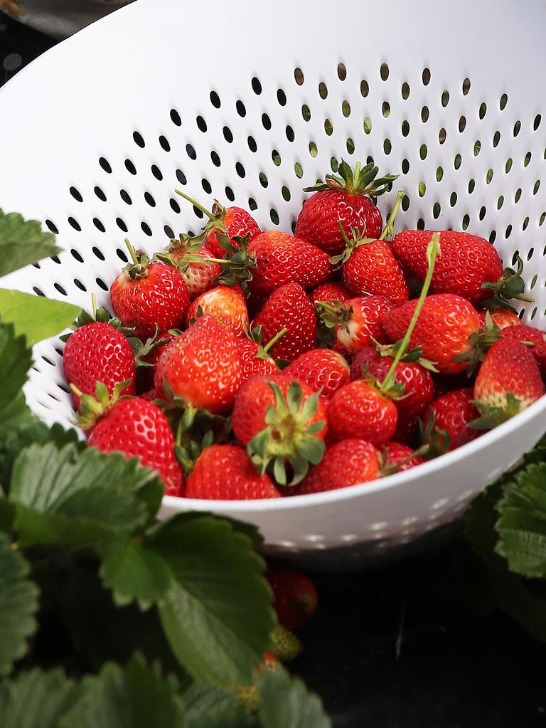 Strawberries, otherwise known as Frankie Muniz’s nightmare fuel.