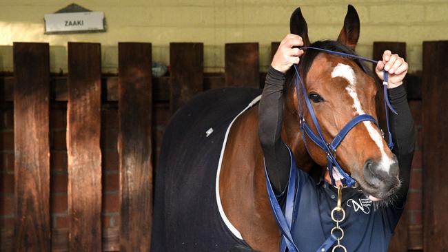 Zaaki back in his stall at The Valley following trackwork during Breakfast with the Best. Picture: Getty Images