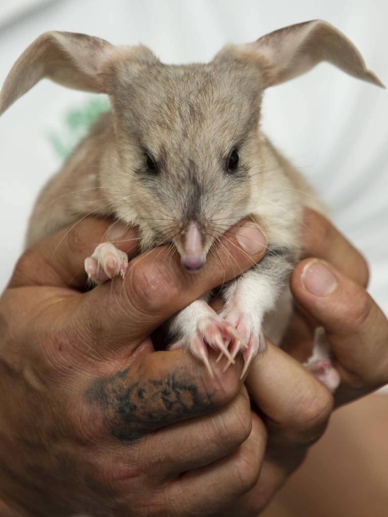 Featherdale Wildlife Park welcomes its first bilby joey | Daily Telegraph