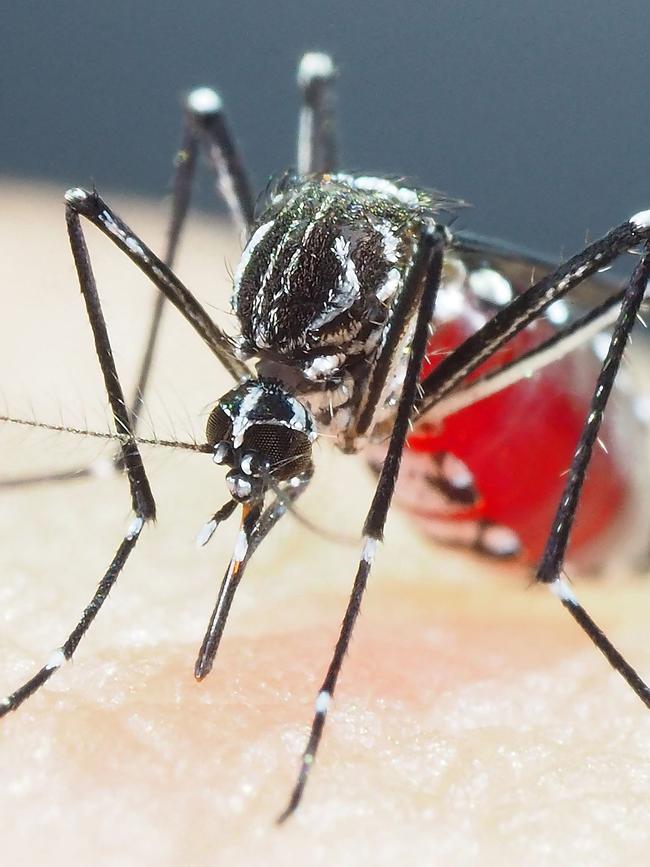 As part of their routine mosquito monitoring inspection program Mildura council has detected a Murray Valley encephalitis.