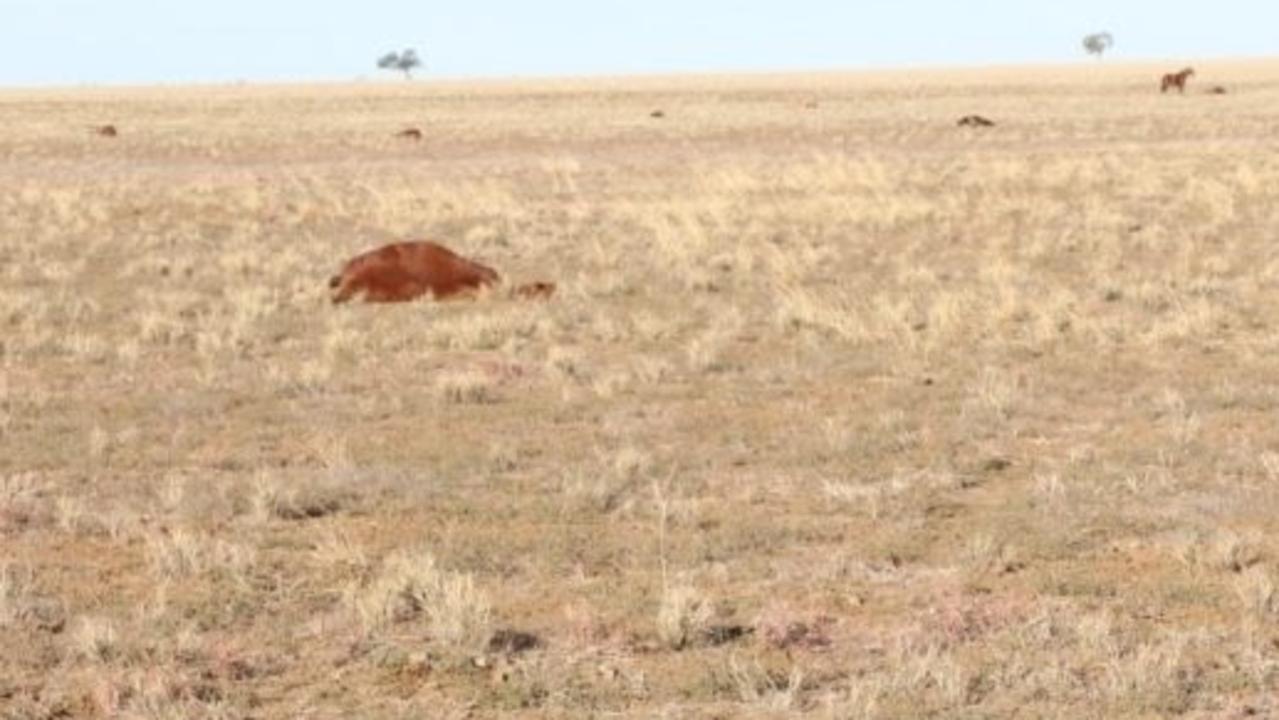 A man is expected to appear in Mount Isa magistrates court over the deaths of 41 horses near longreach. Picture: Queensland Police