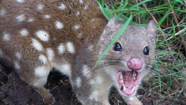 The spotted-tailed quoll, Australia’s second largest carnivorous marsupial, is also found in Queensland’s Wet Tropics. (Supplied)