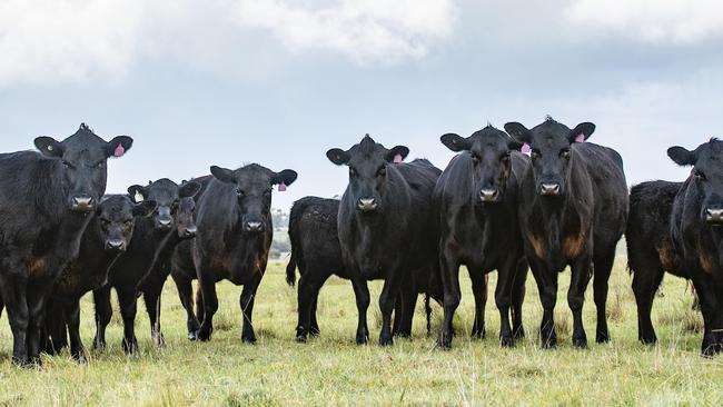 NEWS: Leal and Tim Squire-Wilson Beef cattle Leal and Tim Squire-Wilson produce prime beef using cell grazing methods on their farm at Wildwood. PICTURED: Leal and Tim on their farm at Wildwood with their beef cattle Picture: Zoe Phillips