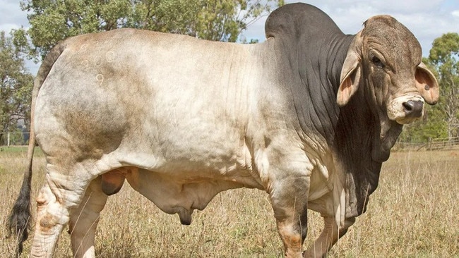 Nicneil Sugar Daddy was briefly the highest-priced bull sold in 2020, but ceded that title to Clukan Boabab. Picture: Supplied