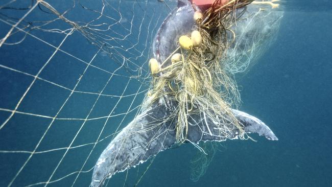 A humpback whale entangled in the Gold Coast nets Picture: HSI-AMCS-N McLachlan