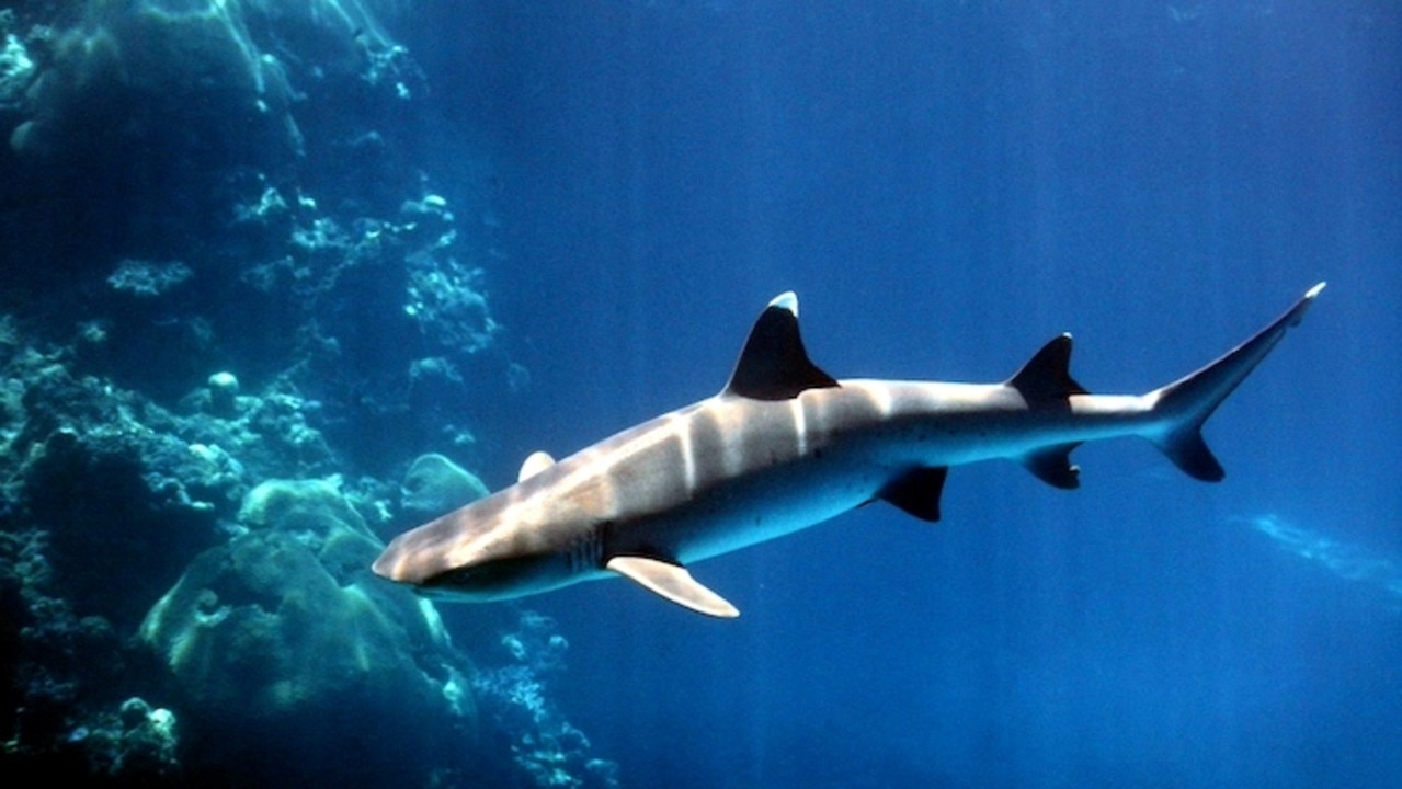 Vulnerable, threatened and endangered shark species such as this white-tip reef shark are falsely sold as 'flake'. Picture: National Oceanic and Atmospheric Administration