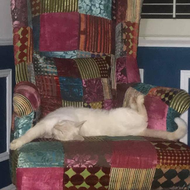 Mim is my baby, who is one in a million, he’s very unique and likes to sleep in crazy positions. International Cat Day. Reader pet photos. Picture: Blossfull Elizabeth Peace